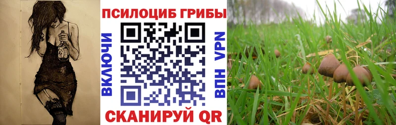цена наркотик  Кадников  Псилоцибиновые грибы Cubensis 